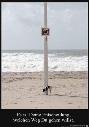 Cooler-Hund.jpg auf www.funpot.net