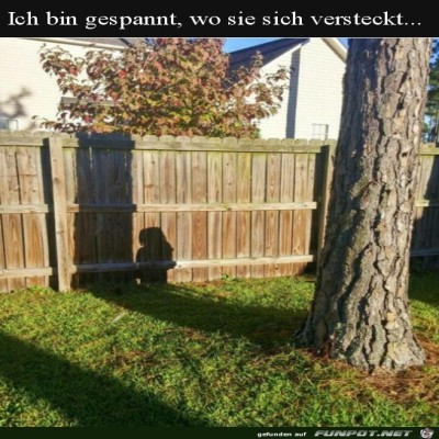 Wo-hat-sie-sich-nur-versteckt?.jpg von Tillmann