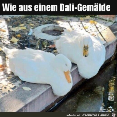 Lustige-Tiere.jpg von Sena