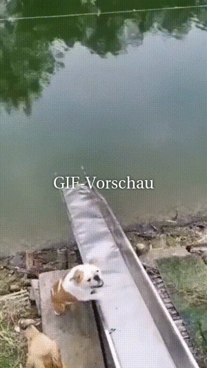 Witzige Hunde