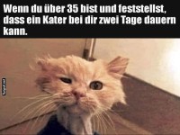 Katze und der zweitägige Kater