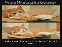 Katze im Pappkarton als Lebensziel