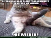 Katze lehnt Trockenfutter ab