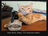Katzenkonferenz: Die nchste Sitzung beginnt!