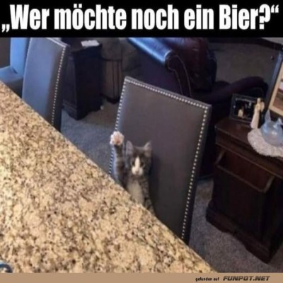Katzenrunde-an-der-Bar.jpg von Lucie37