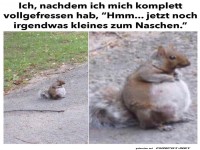 Voll gefressenes Eichh�rnchen