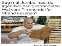 Auf der Suche nach dem Landwal