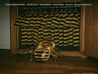Wenn die Mode 'BEE-indruckend' sein muss!