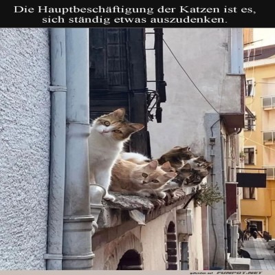 Die-Katzen-Gang-wacht-&uuml;ber-die-Nachbarschaft.jpg von Brandon