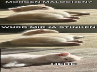 Katzenspa� statt Arbeit? Klar doch!