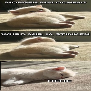 Katzenspa�-statt-Arbeit?-Klar-doch!.jpg von Brandon