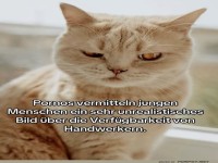 Katzenweisheit �ber unrealistische Erwartungen