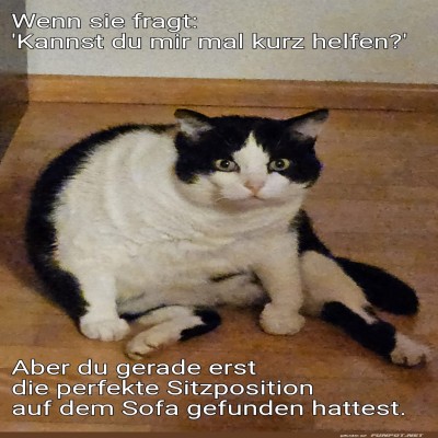 Kater-Einsichten:-Die-Kunst-des-Sitzens.jpg von Gregor
