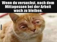 Mittagstief auf vier Pfoten