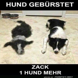 Neuer-Hund.jpg von Josie-96