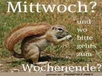 Der freche Wochenend-Scout