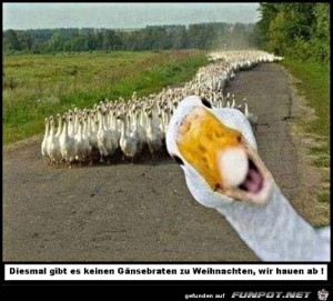 Kein-Gänsebraten-zu-Weihnachten.jpg auf www.funpot.net