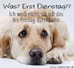 Dienstag.jpg auf www.funpot.net