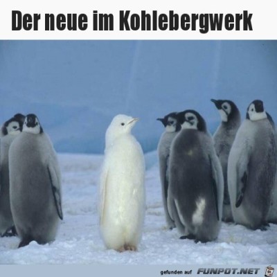 Der-Neue.jpg von Malou