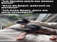 Sphinx-Katze genie�t die Aussicht
