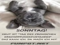 Entspannter Sonntag mit Hund