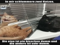 Zwei Katzen mit Charakter