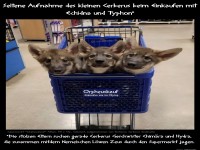 Welpen-Werkstatt im Einkaufswagen!