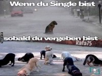 Wenn Hunde Liebesdrama erleben