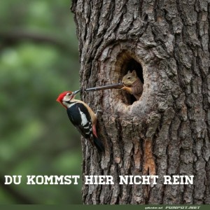 fun-Bild: Specht-Wächter: Zutritt verweigert!