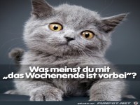 Was meinst du mit