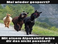 Mit einem Alpakabild w�re das nicht passiert