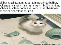 Unschuldiges K�tzchen