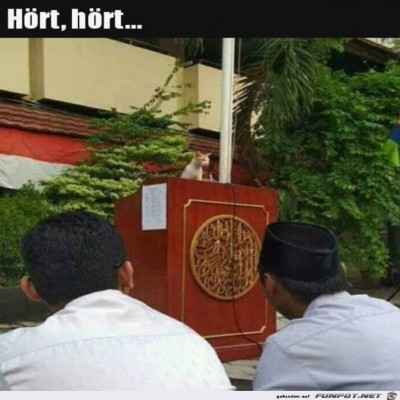 Katze-h&auml;lt-Ansprache.jpg von Harald48