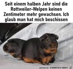 Komische-Welpen.jpg auf www.funpot.net