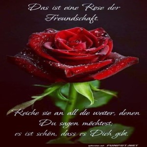 Das ist eine rose der Freundschaft