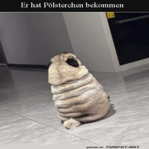 fun-Bild: Pölsterchen