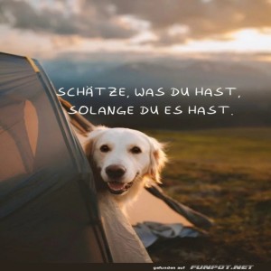 Hund-geniet-Campingabenteuer.jpg von Mike03