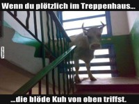 Unerwarteter Treppenhausbewohner!