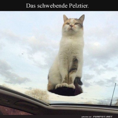 Fliegende-Katze-auf-Durchreise!.jpg von Gregor
