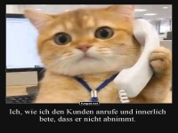 Katze im Kundenservice-Dilemma