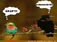 Grufti