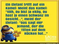 Elefant trifft Kamel