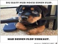 du hast nur noch einen Flip