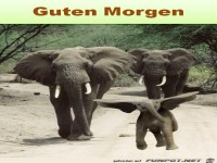 Guten Morgen