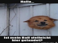 Hallo