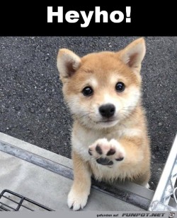 Heyho.jpg auf www.funpot.net