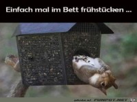 Eichh�rnchen fr�hst�ckt im Bett