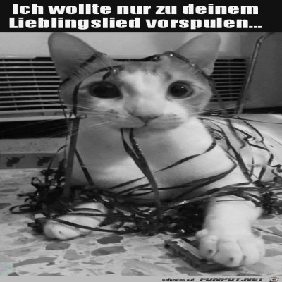 Katze-wollte-nur-vorspulen.jpg von Lasse