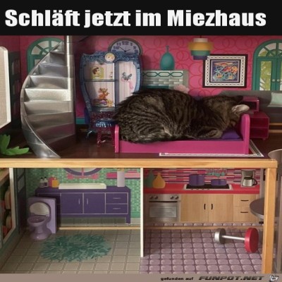 Katze-im-eigenen-Haus.jpg von Hannah