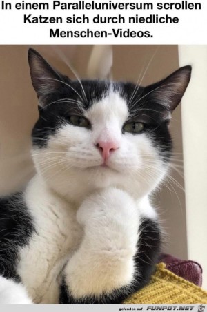 Katzen-gucken-Menschen-Videos.jpg auf www.funpot.net
